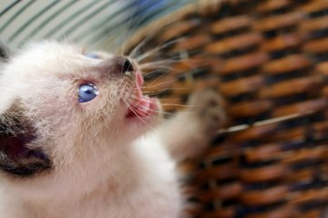 Do Siamese Cats Get Lonely Do Siamese Cats Get Lonely
