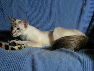 Seal lynx (tabby) Balinese cat