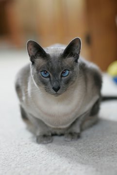 blue tipped siamese