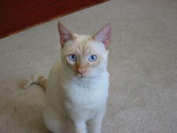 Red Siamese
