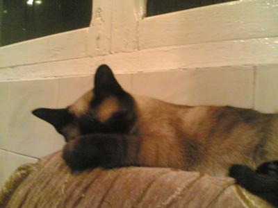 cats saying words