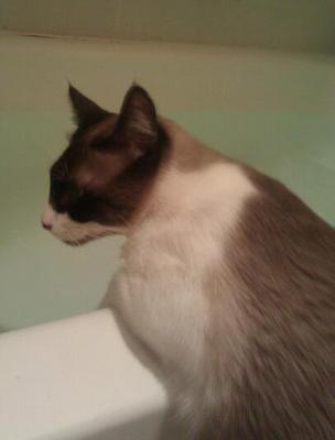 I Changed The Cat Litter First Four Weeks I Changed The Cat Litter First Four Weeks