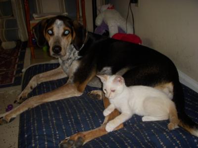 Cats For Sale Chicago Craigslist Cats For Sale Chicago Craigslist