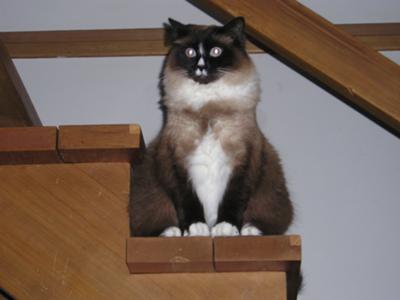 Snowshoes Siamese