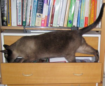 typical siamese cat behavior,