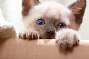 Siamese kitten peeking over an