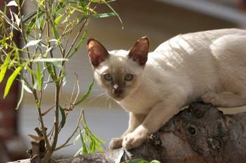 Tonkinese cat history