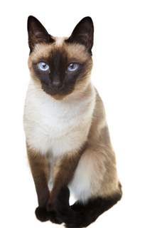 Traditional Siamese cats: