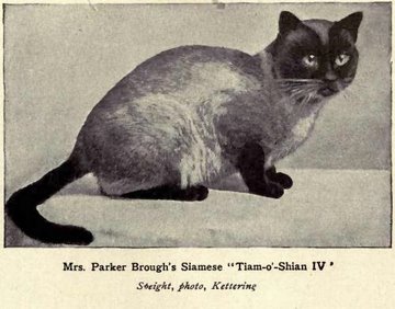 Of course, a Siamese cat is,