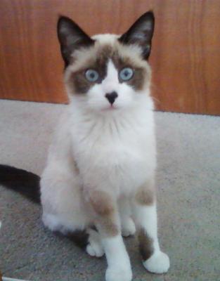 What Type And Color Of Siamese Cat Do I Have?