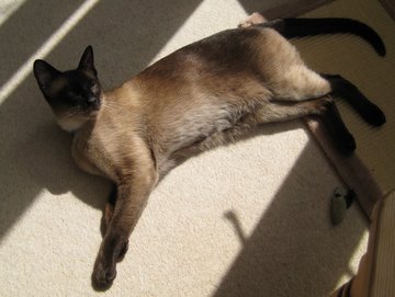 Do All Black Cats Have Siamese In Them Do All Black Cats Have Siamese In Them