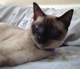 Siamese Kittens for Sale in Utah: Breeders List 2023 - Catster