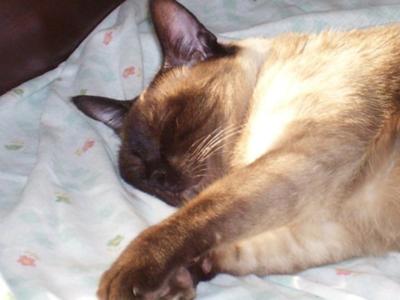 Sleeping Siamese cat
