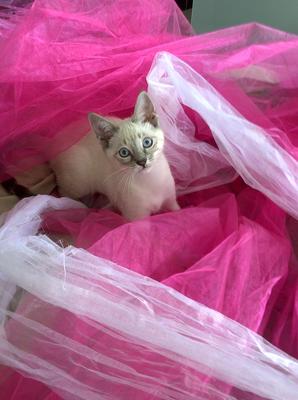 Three months old - playing in draping