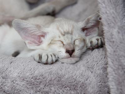 Blue Tortie Tabby Siamese Kitten