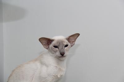 Holly our Lilac Tortie Queen