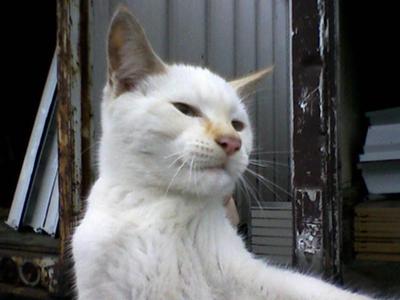 Very first pic (see how dirty his ears are?)