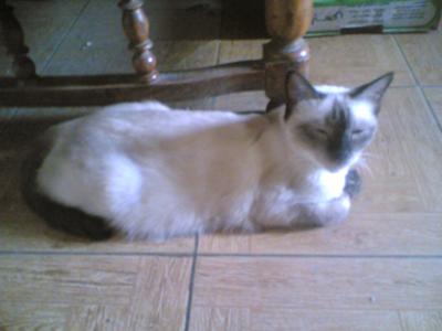 Waiting for her meal