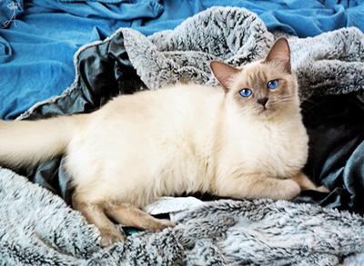 Siamese Kittens for Sale in Utah: Breeders List 2023 - Catster