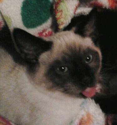 Blue sticking his tongue out for the camera