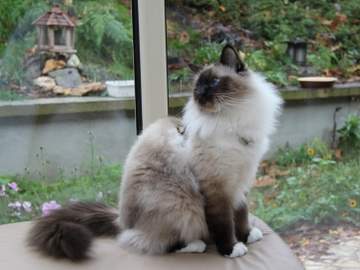 Seal deals point birman