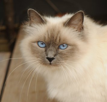 Long-Haired Siamese Cats and Other Relatives