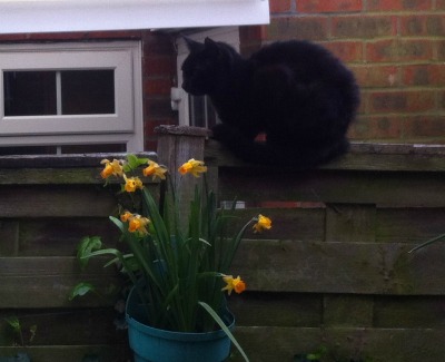 Stray Black Kitten Black kitten on a garden fence