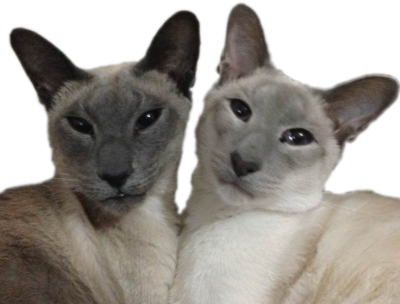 blue seal point siamese kittens for sale