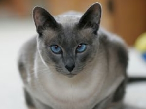 Blue point Siamese cat (dark gray points, grayish-cream coat)