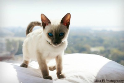 blue point kitten