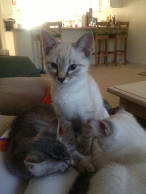 Buddy and his siblings