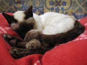 Chocolate point Siamese cat (light brown points, pale cream coat)