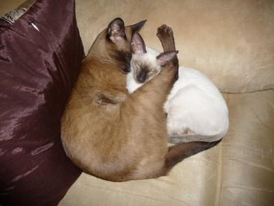 Tonkinese Chinky and lil Siamese Inca having a cuddle