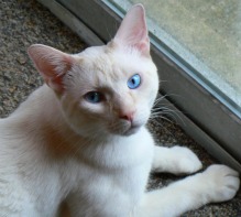 orange point siamese