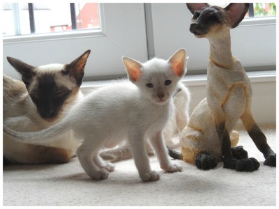 Daintipawz Siamese cats - spot the statue!