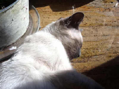 Lilac point Siamese, Dottie, enjoying a patch of sunlight