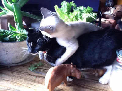 Lilac point Siamese, Dottie, with one of her family