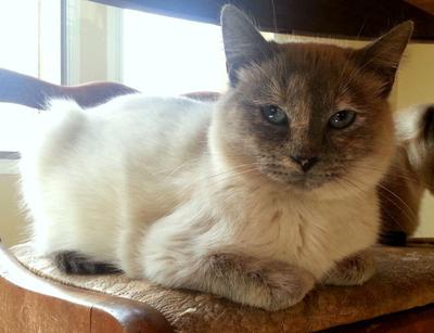 Sassy, blue cream point Balinese