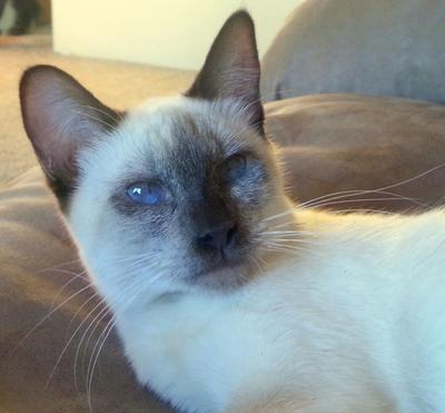Mya, chocolate point Siamese