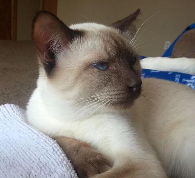 Benny, chocolate point Siamese