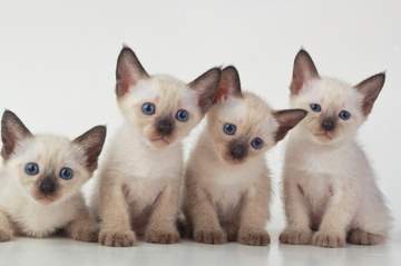 fun facts about siamese cats