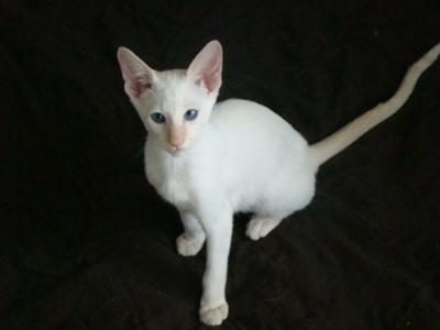 Flame point Siamese, Flaming Flash.