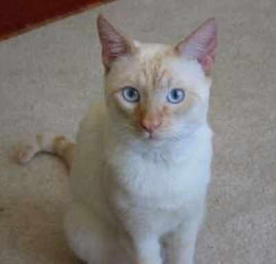 The Flame Point Siamese Cat