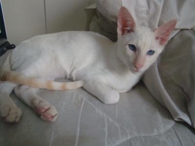 Flame Point Siamese cat, Flash
