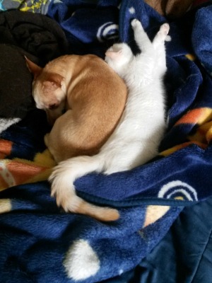 With Casull the Chihuahua