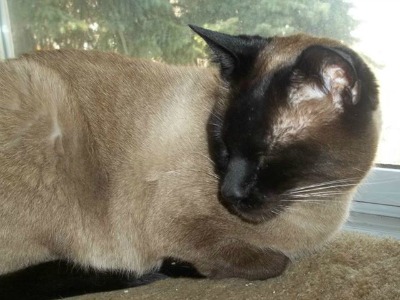 My life as a Siamese cat on the street<br><em>(translated from Siamese to English)</em>