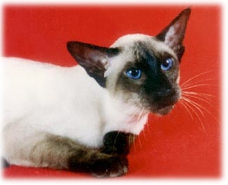 Champion Gotier Lord Gideon Half Million, Seal Point male