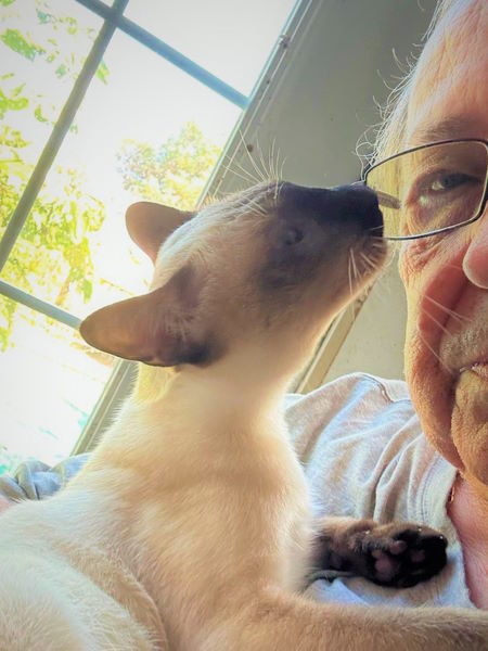 Siamese kitten nuzzling man with glasses