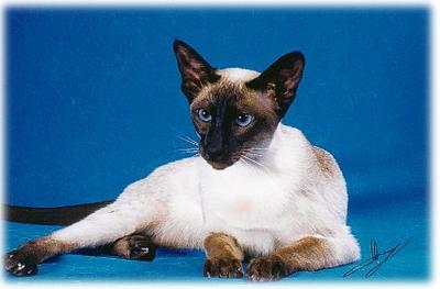 Siamese Kittens for Sale in Utah: Breeders List 2023 - Catster