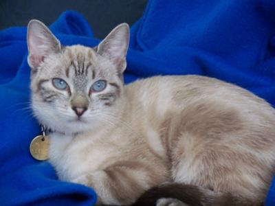 Great Cat Names For Siamese Cats